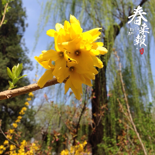 春来报